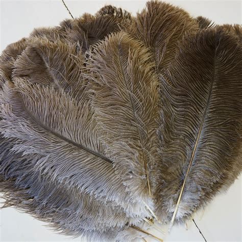 authentic ostrich feathers.